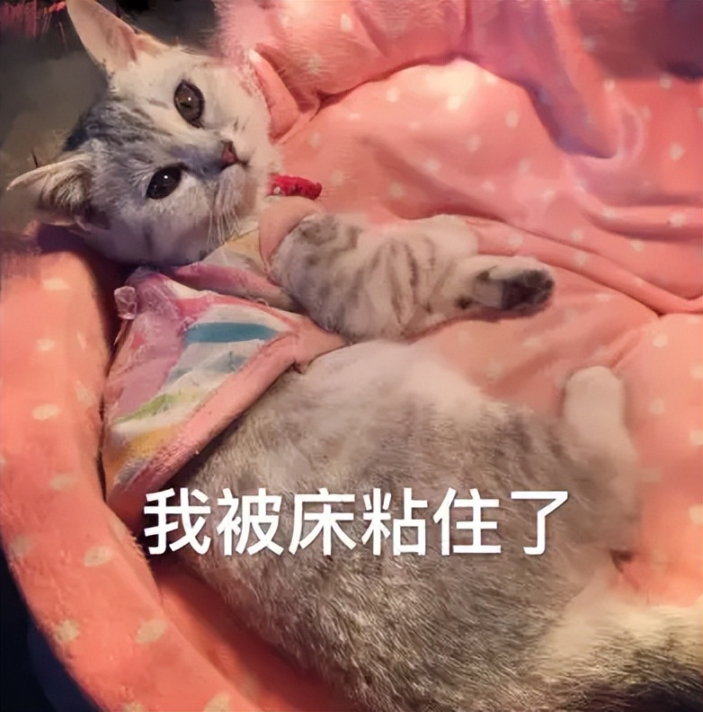 猫为什么跟你一起睡,猫让你抱着睡觉是不是喜欢你