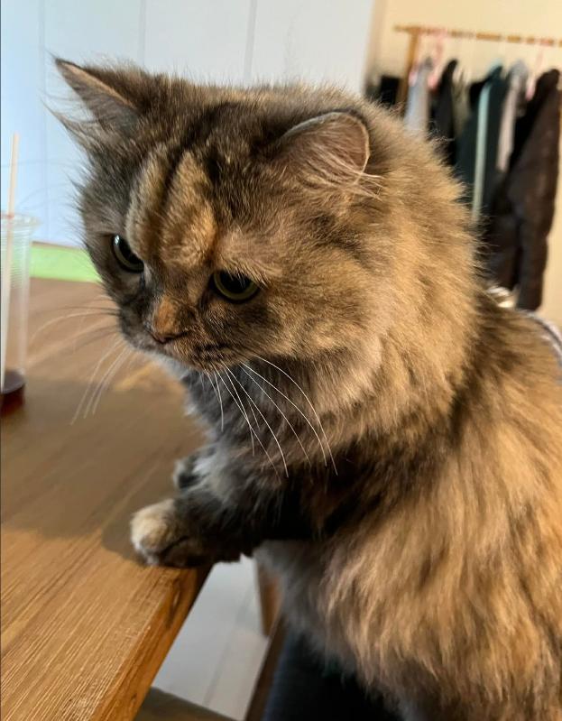 榴莲有点开口了有点长毛,榴莲靠近核的地方像长毛