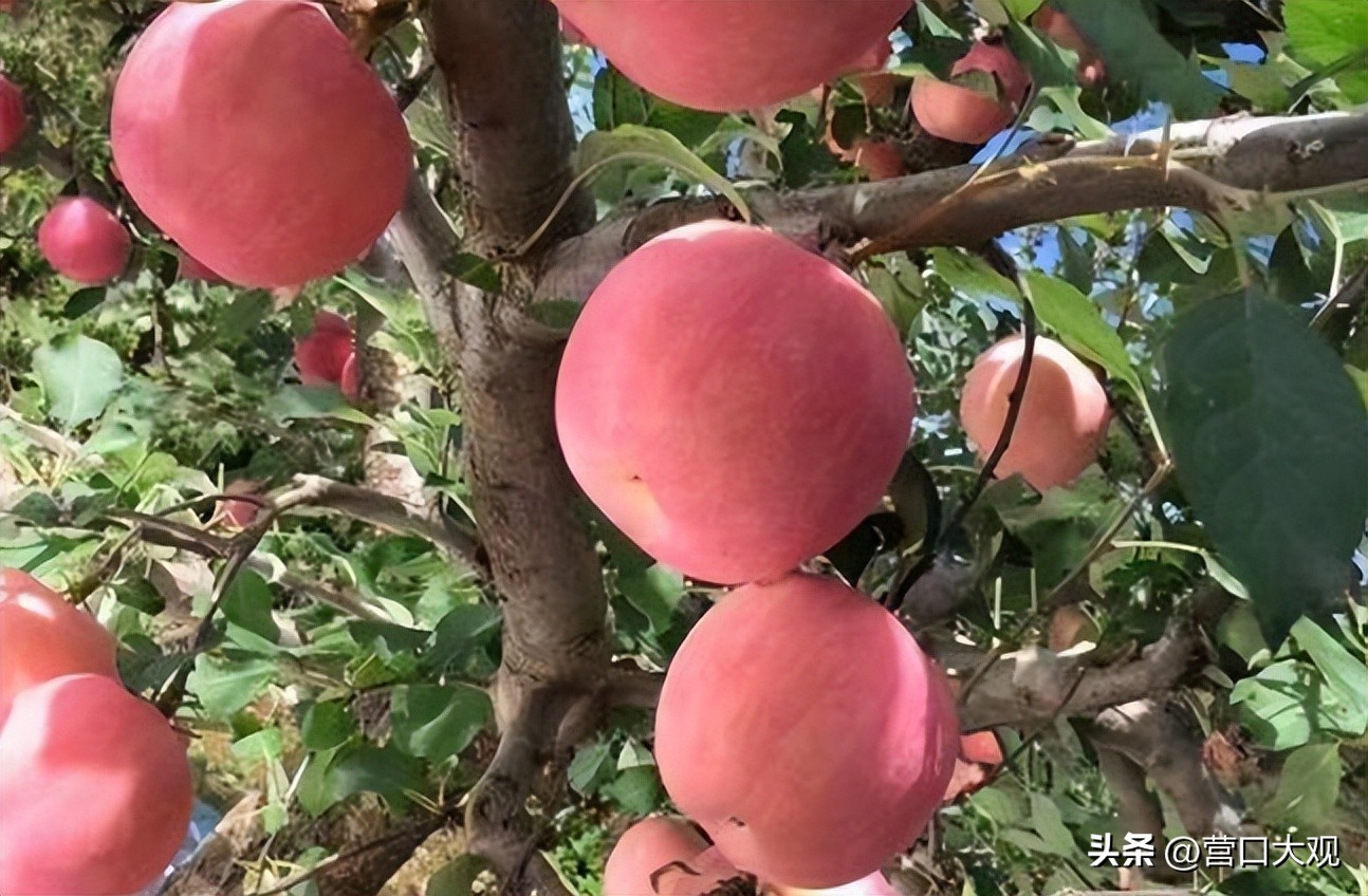 瓜果之乡的苹果,辽宁盖州苹果介绍
