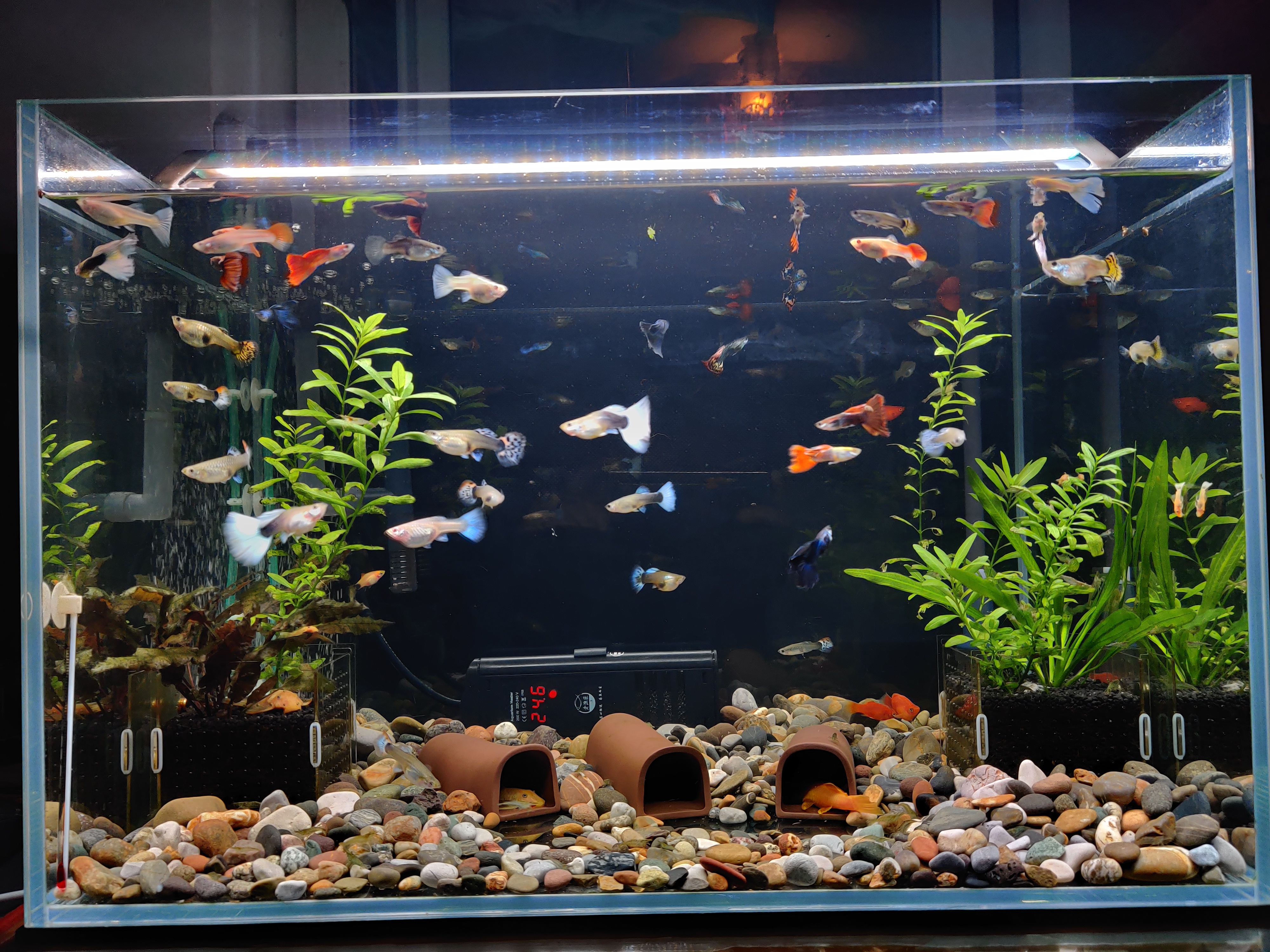 小孔雀鱼怎么长的慢了呢,孔雀鱼长期喂丰年虾卵长得慢