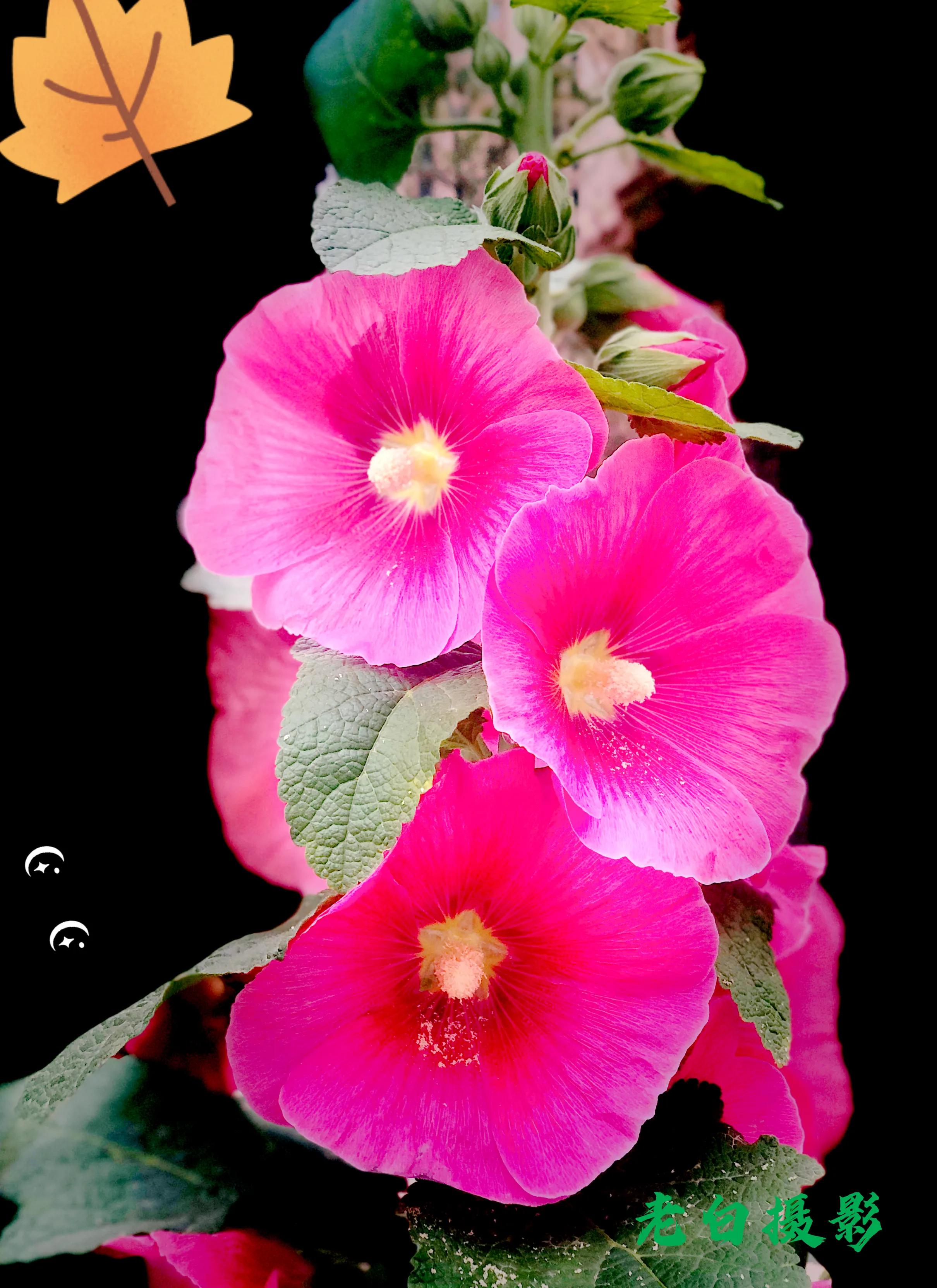 生活的极致就是化繁为简,极简是一种生活态度越简单越精致