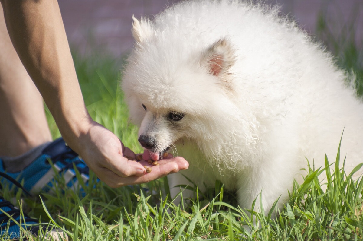 狗狗吃便便的5大原因,狗狗吃便便的几个原因