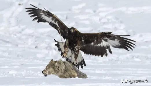 内蒙狼的天敌,蒙古草原上的狼