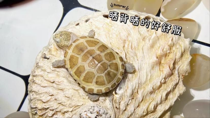 乌龟死后怎样处理,乌龟死亡后怎么弄成标本