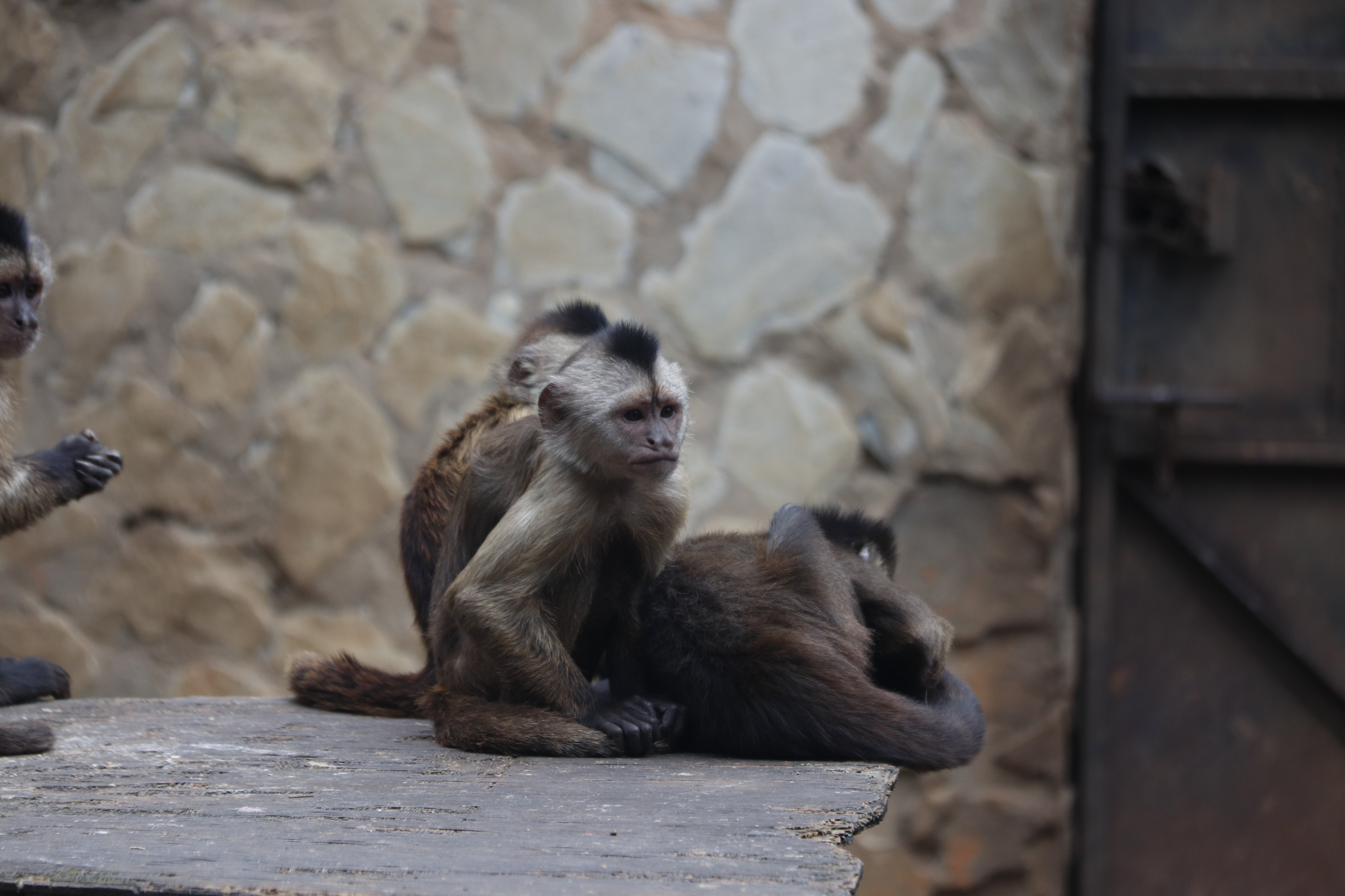 神奇的壁虎尾巴400字,神奇的尾巴故事