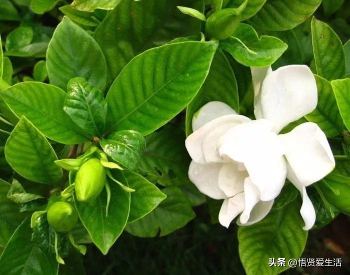 花香满屋植物,花香四溢的绿植