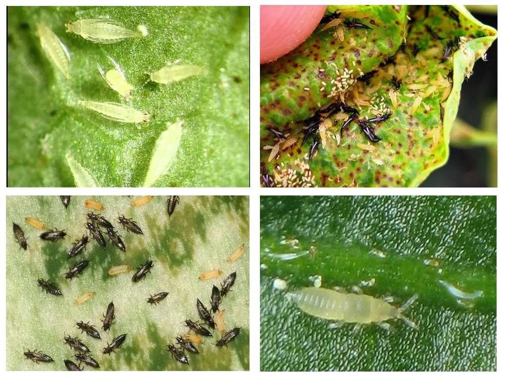 蚧壳虫红蜘蛛怎样彻底消灭,蚜虫红蜘蛛小黑飞蚧壳虫