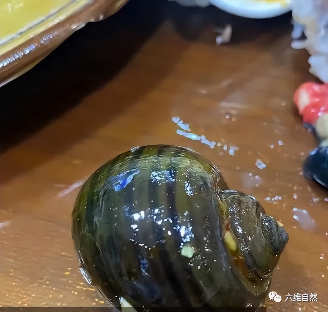 厦门一市民点炒田螺，餐厅却用非法福寿螺代替，被监管部当场销毁