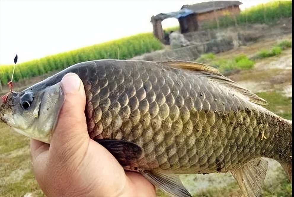 秋季夜钓大鲫鱼的最佳饵料配方,初冬钓鲫鱼比较好的经典配方饵料