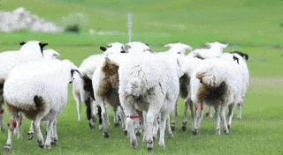 羊尾油和羊板油有什么区别,羊尾是油还是肥肉