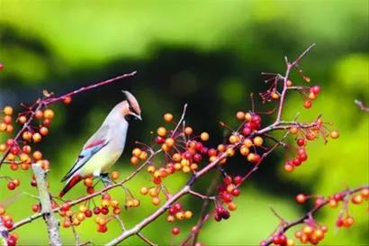 太平鸟图片素材,太平鸟图片大鸟