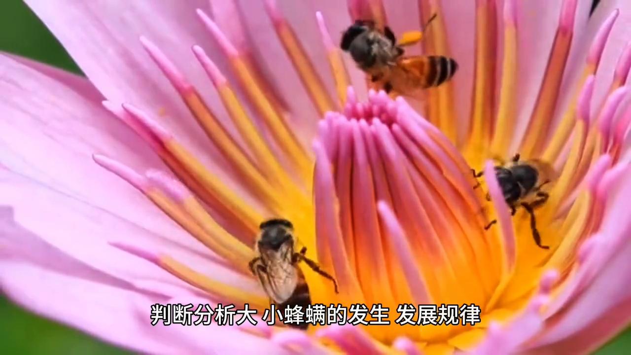 蜜蜂养殖最新杀螨技术,蜜蜂有蜂螨不治疗会有什么后果