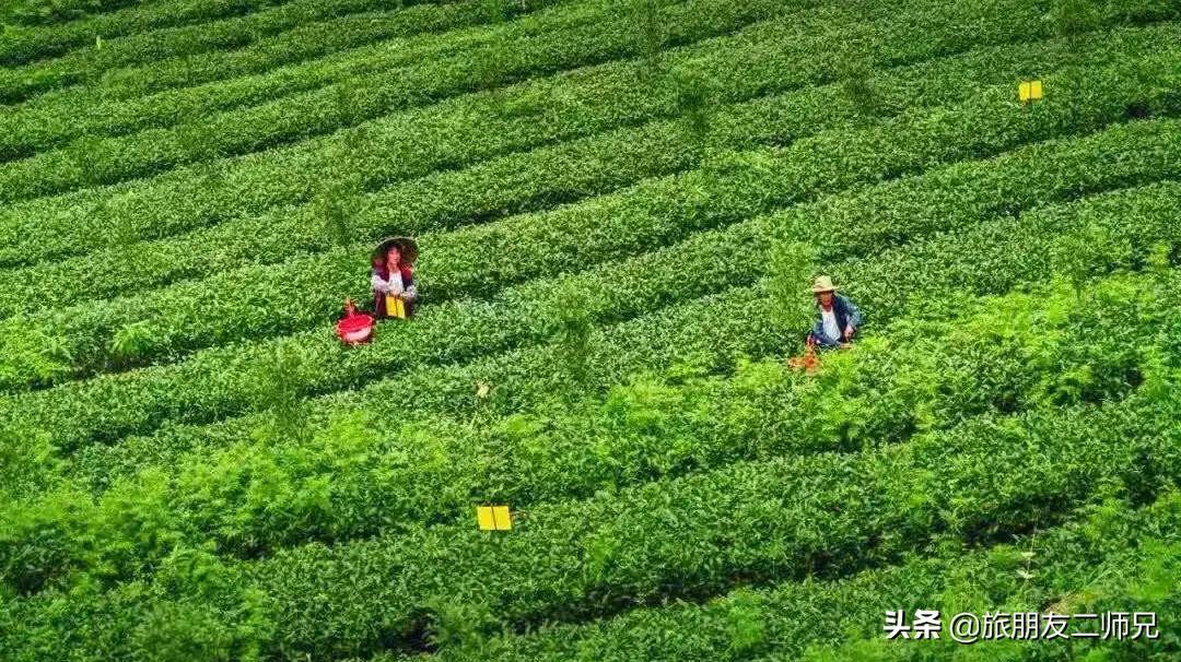 清远金子山旅游攻略看雾凇,广东金子山雪景旅游攻略