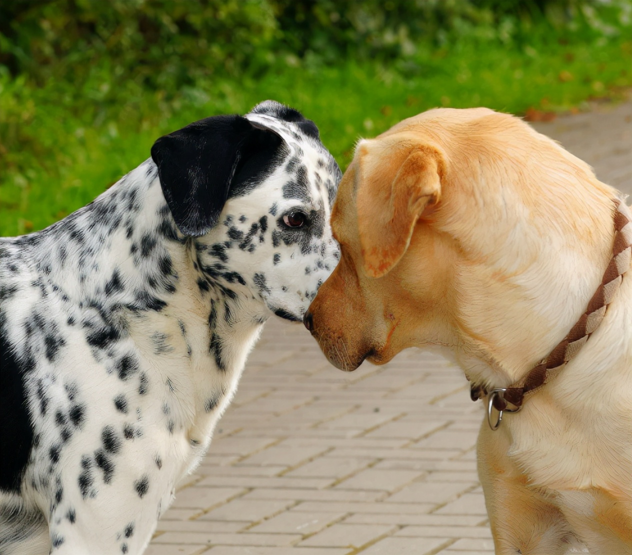 狗狗交配时,为何会连在一起分不开?