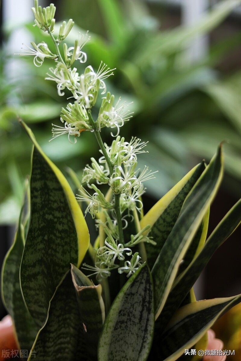 虎皮兰有镇宅的功效吗,虎皮兰被称为天然的去污小能手