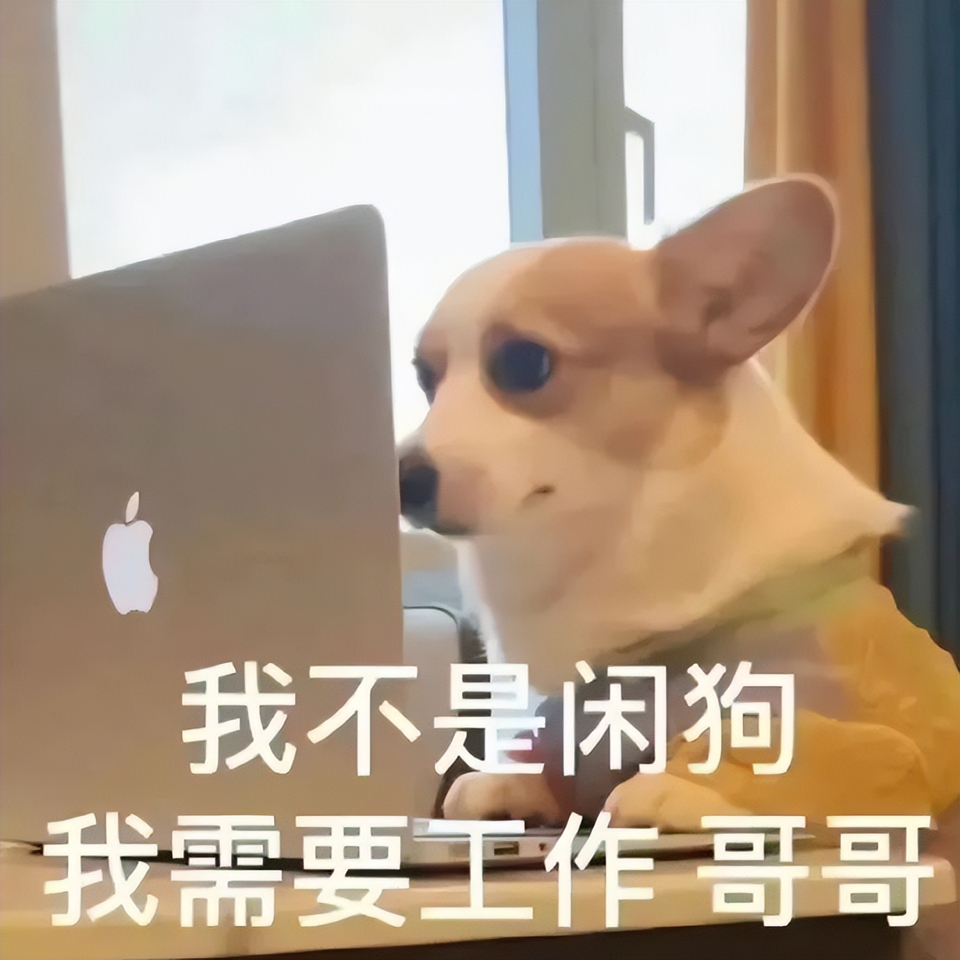 狗狗分离焦虑太严重,狗狗分离焦虑一不在家就拆家