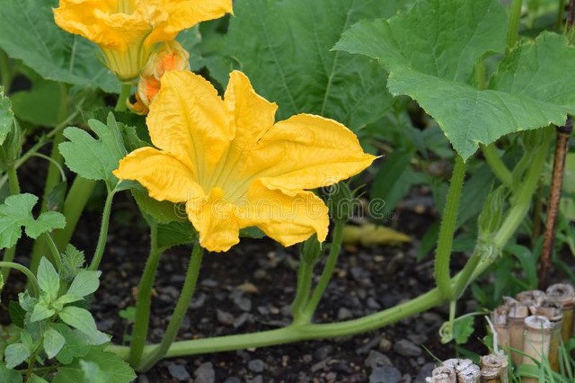 超级美味的南瓜花,南瓜藤是这个季节最好吃的蔬菜