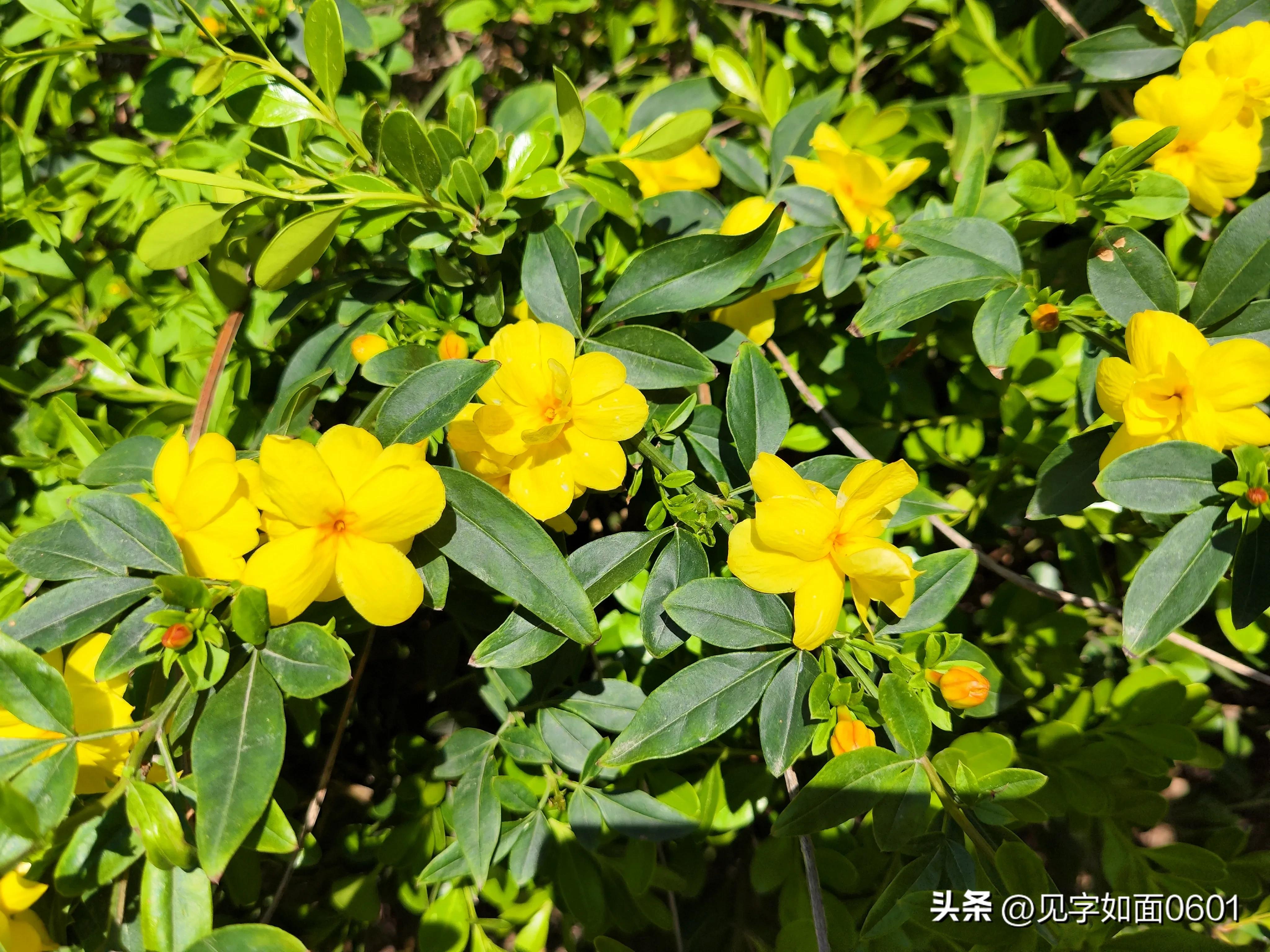 一日一花·野迎春