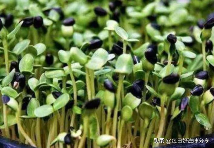 怎样处理发芽的土豆不会有毒,土豆发芽的应急处理方法是什么