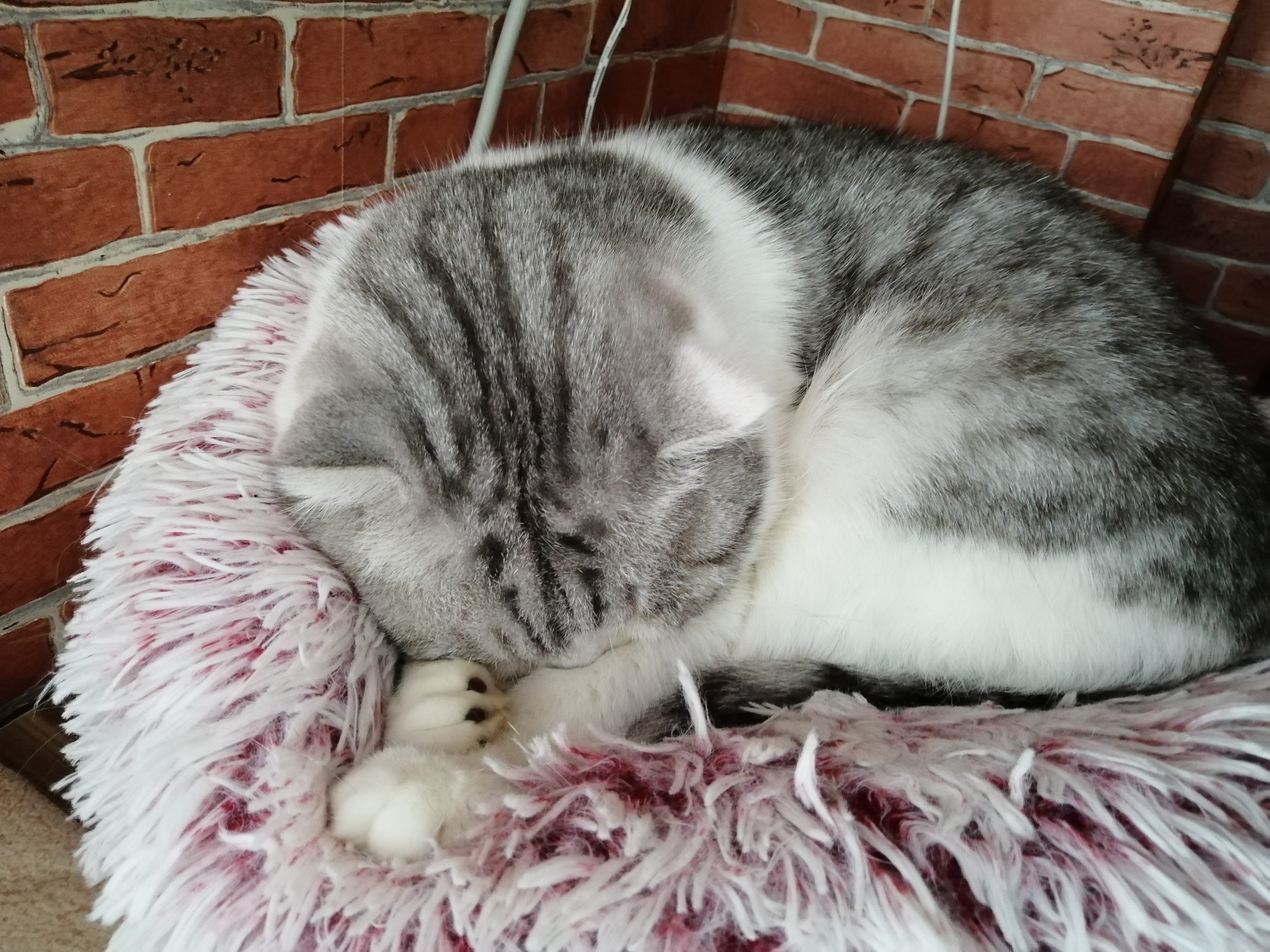 猫咪老是掉毛吃猫用卵磷脂有用吗,猫咪大量掉毛皮屑