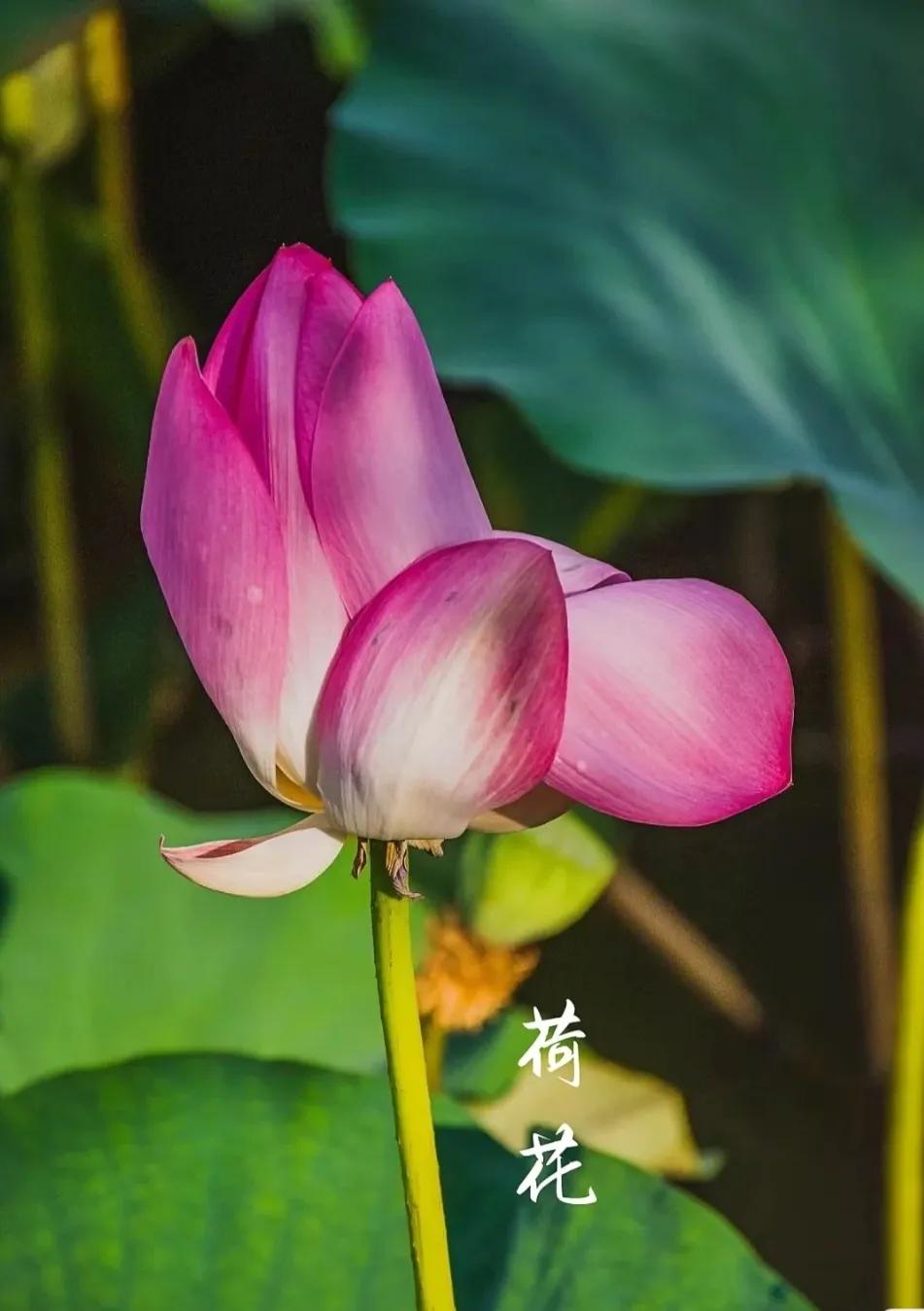 无穷莲叶，精彩纷呈