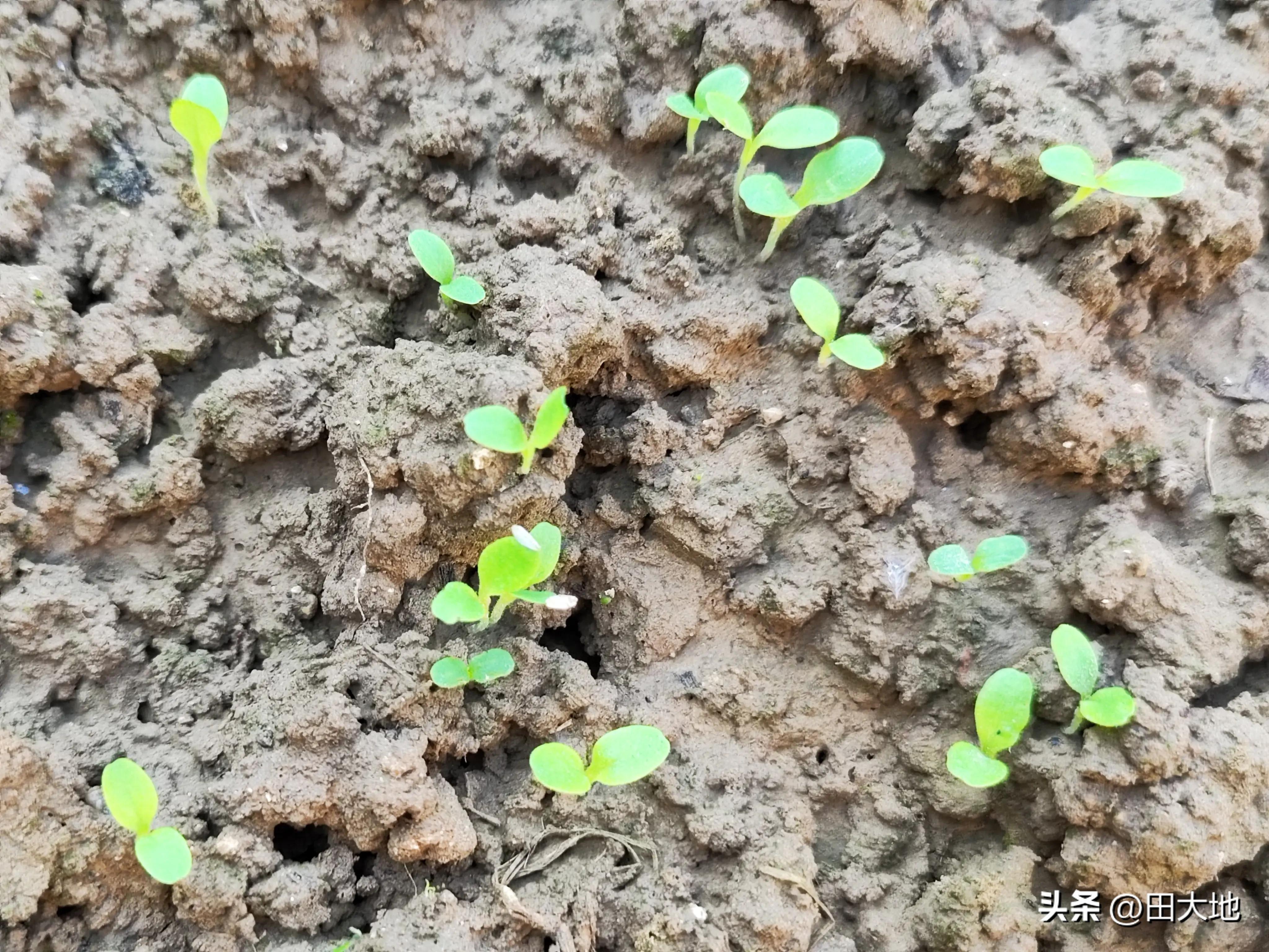 生菜温度低能出苗吗,阳台种生菜出苗太细