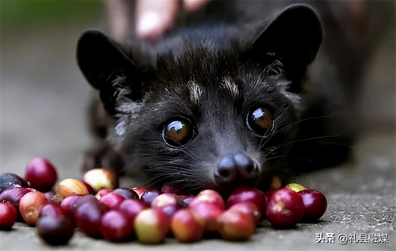 猫屎风味咖啡是真的猫屎咖啡吗,猫屎咖啡真是猫屎吗