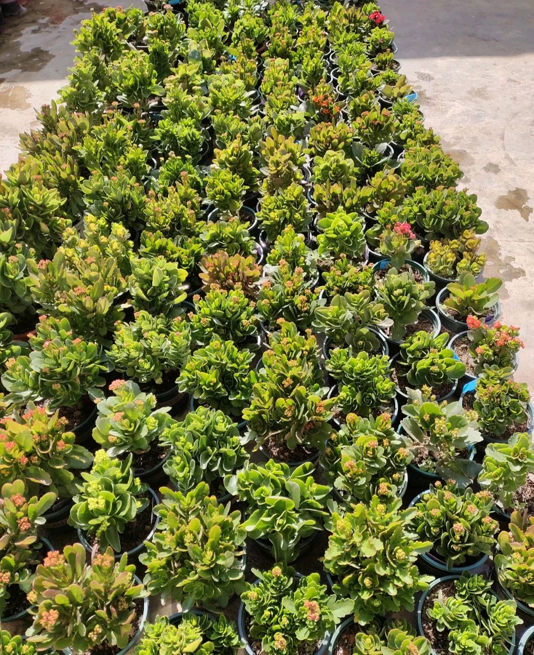 春天种的花花草草,9种花掐根枝就能活不用管就爆盆