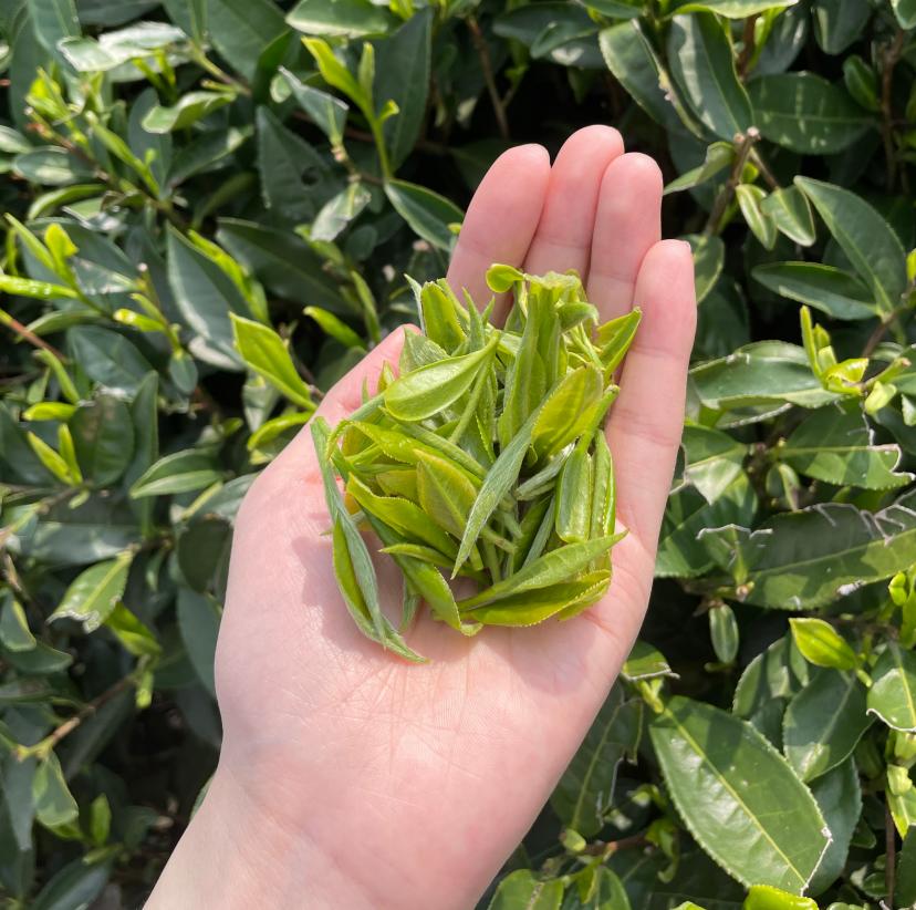 金骏眉哪款红茶会甜,金骏眉为啥甜的