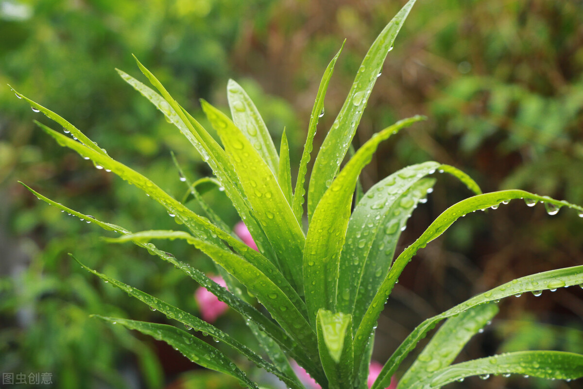 好养的植物小型图片和养殖方法,最好养的10种种植物