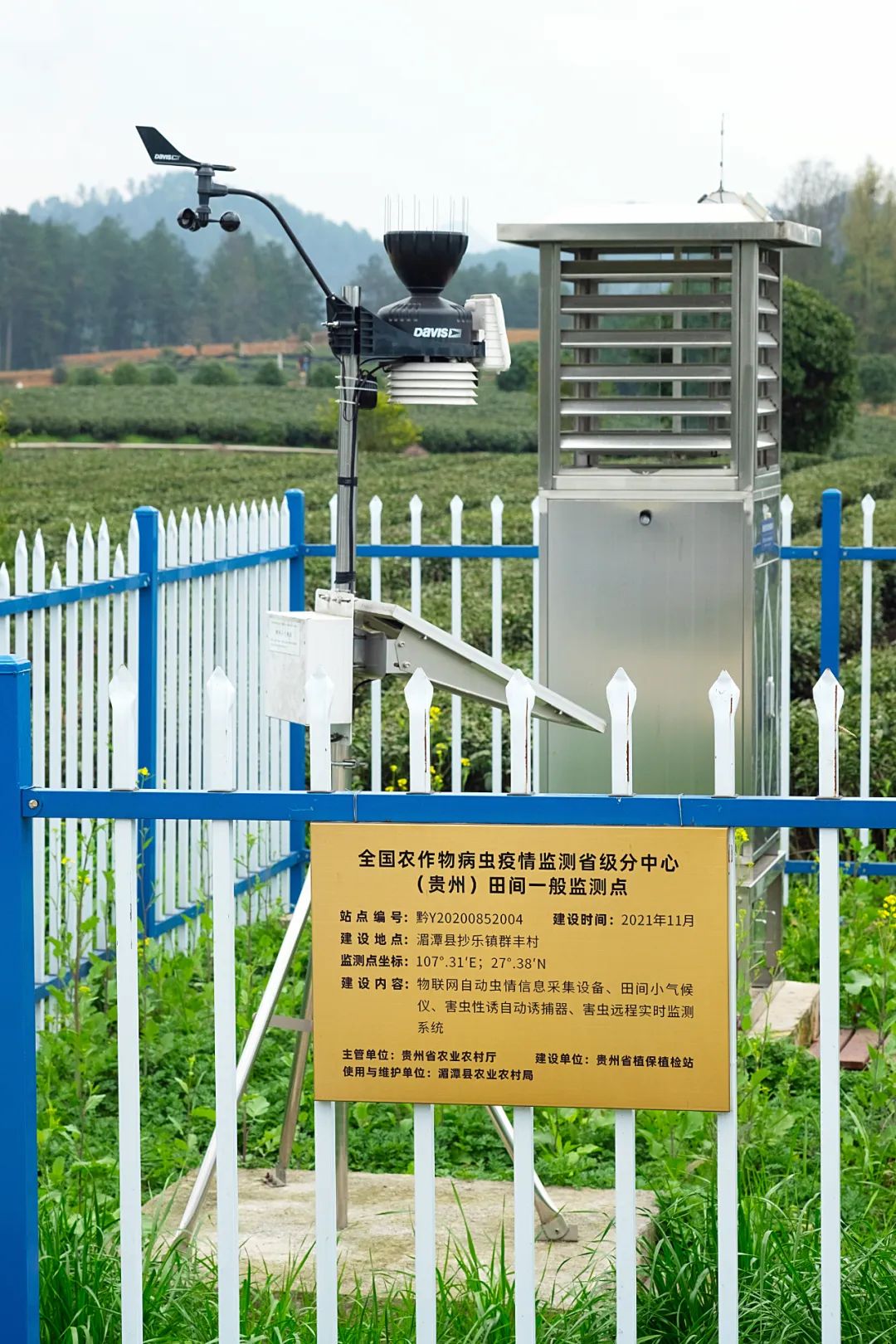 中国茶业历史悠久各种各样的茶叶,中国产茶的四大茶区