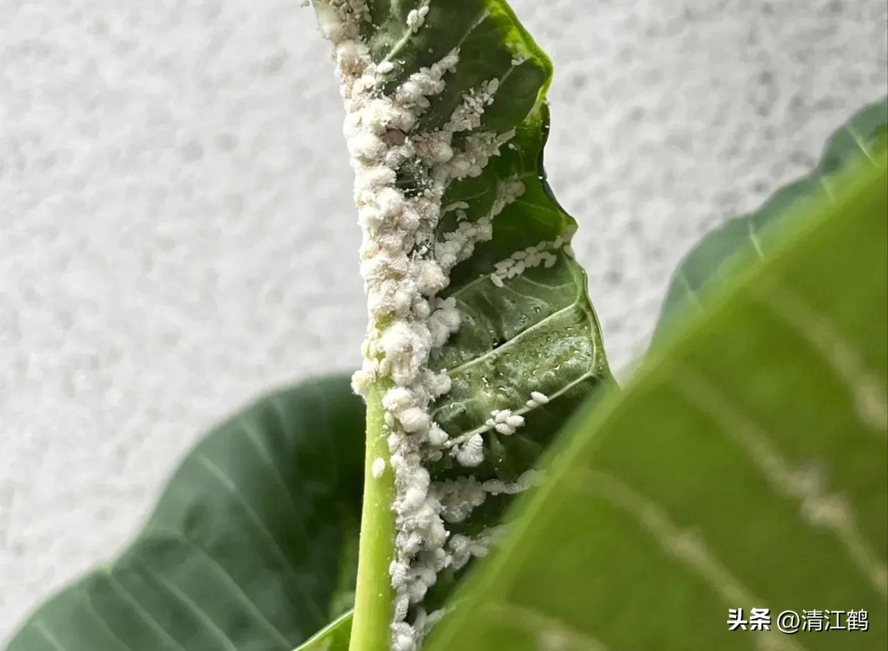 蚧壳虫专用杀虫剂使用方法,蚧壳虫专用花卉杀虫剂