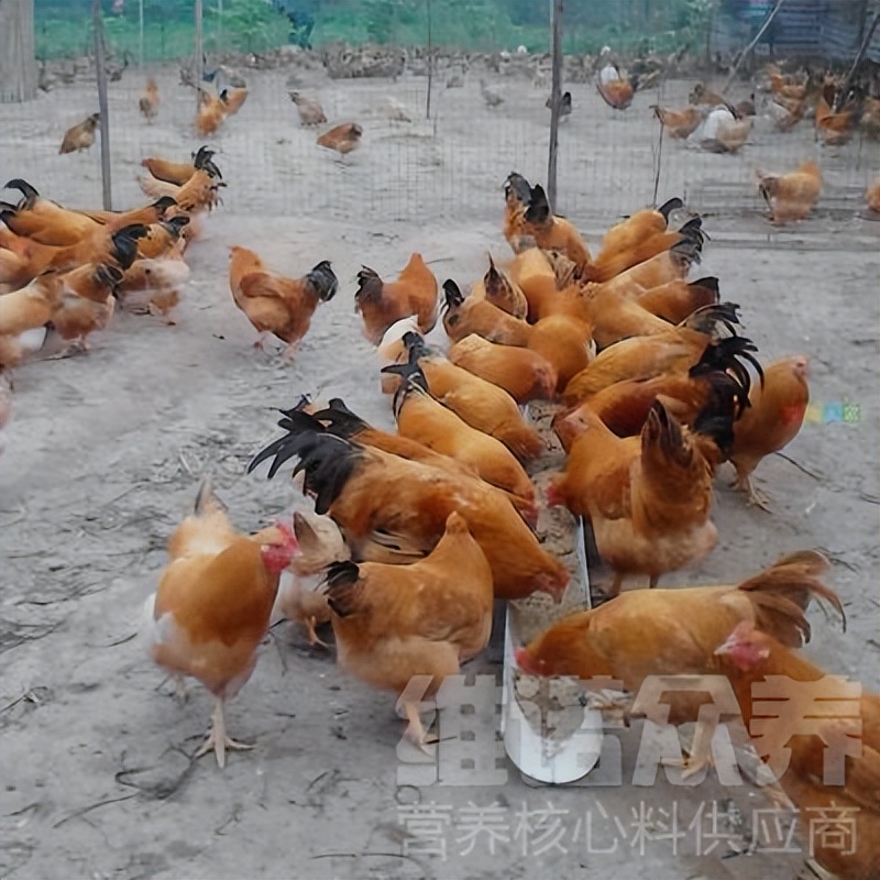 养鸡场养鸡怎么喂鸡才让鸡肠道好,科学养鸡如何养好鸡