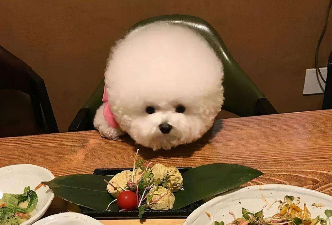 比熊的5种坏性格你家是哪种,比熊什么表现说明认定你主人了