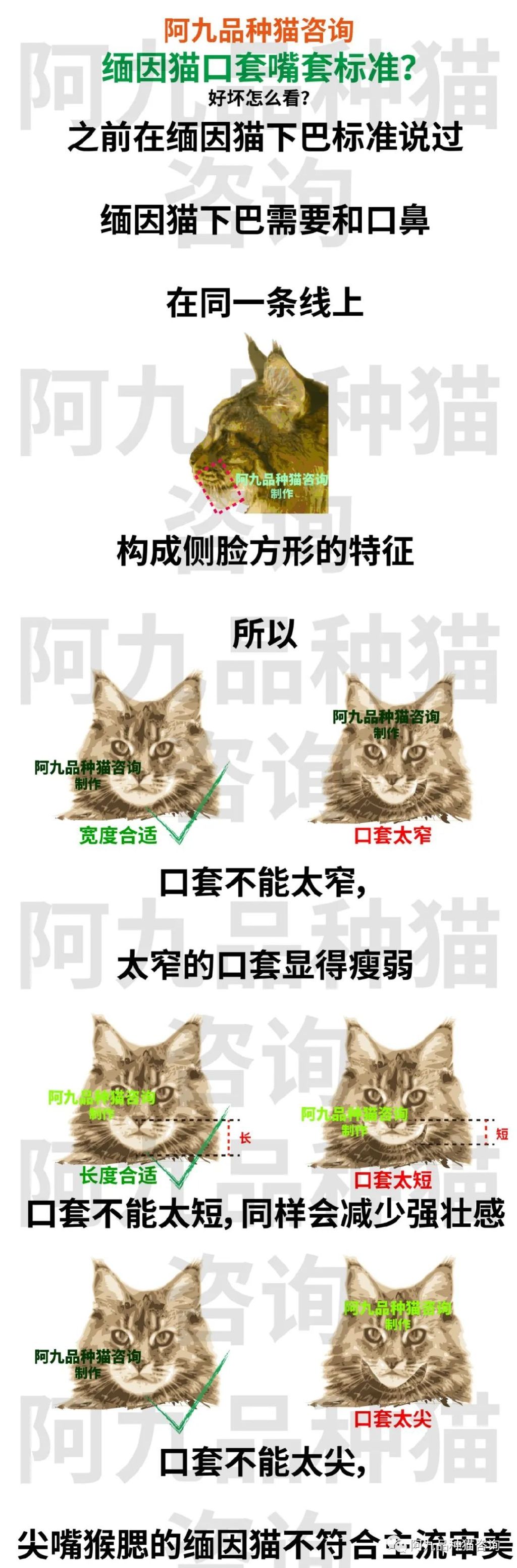 缅因猫品相极好的多少钱,品相一般的缅因猫什么价格