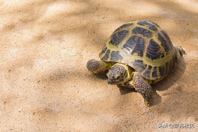 190岁乌龟过生日，活到今天熬过39届美国总统，还跟拿破仑有关系