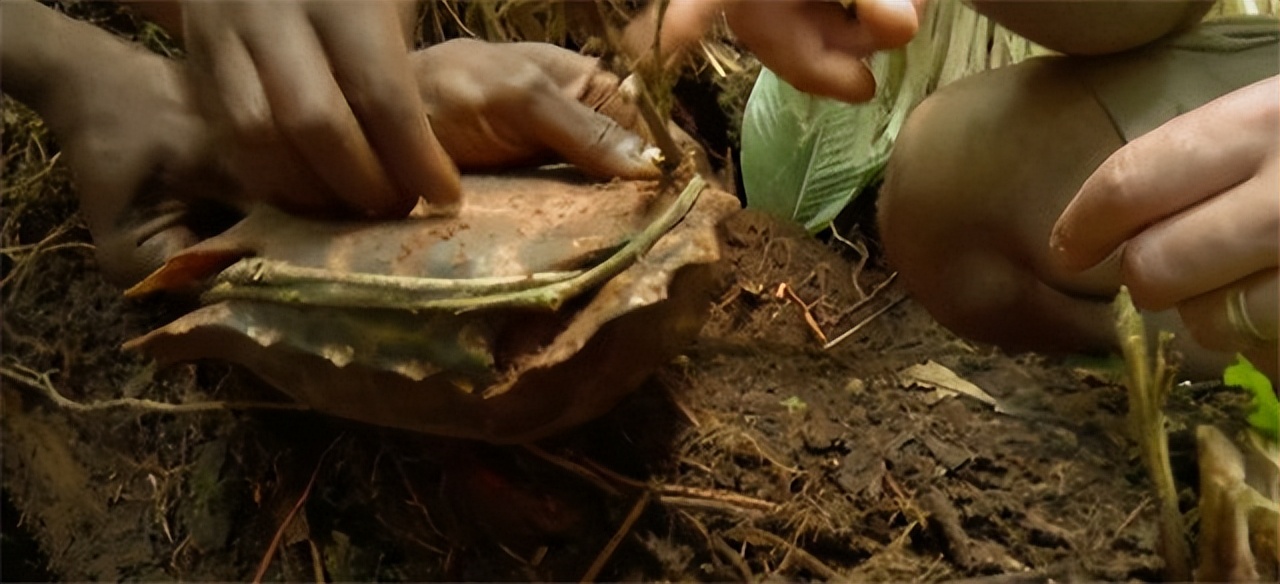 非洲巴卡部落：男人捕杀六米巨蟒，女人挖洞抓非洲巨鼠