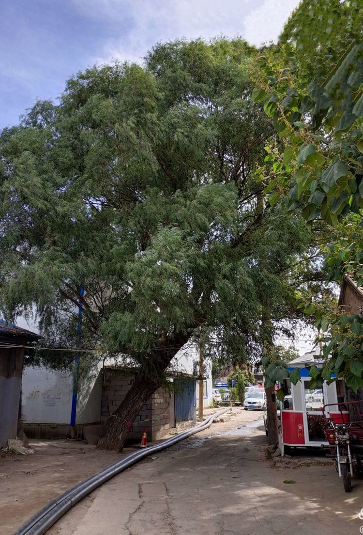 博山陶瓷70年代,博山七八十年代的陶瓷欣赏