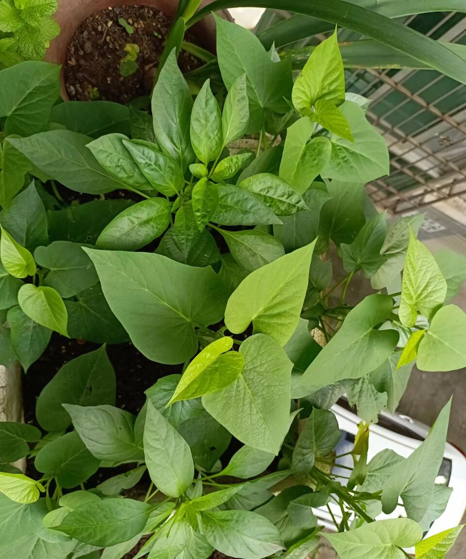 阳台种菜的最佳方法,阳台种菜的方法和技巧大全