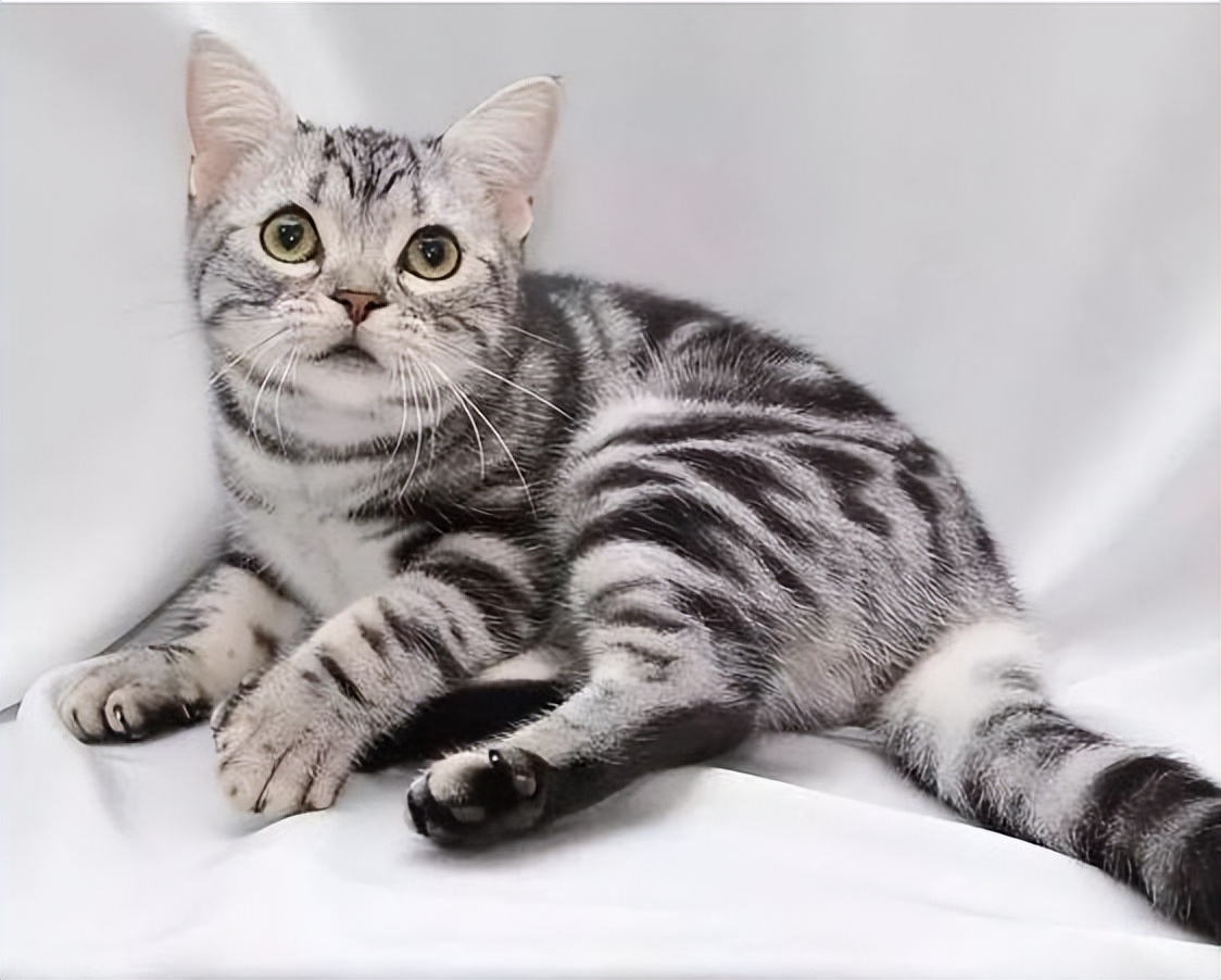 哪种猫最通人性好看又好养,猫界中最通人性的几种猫你养了吗