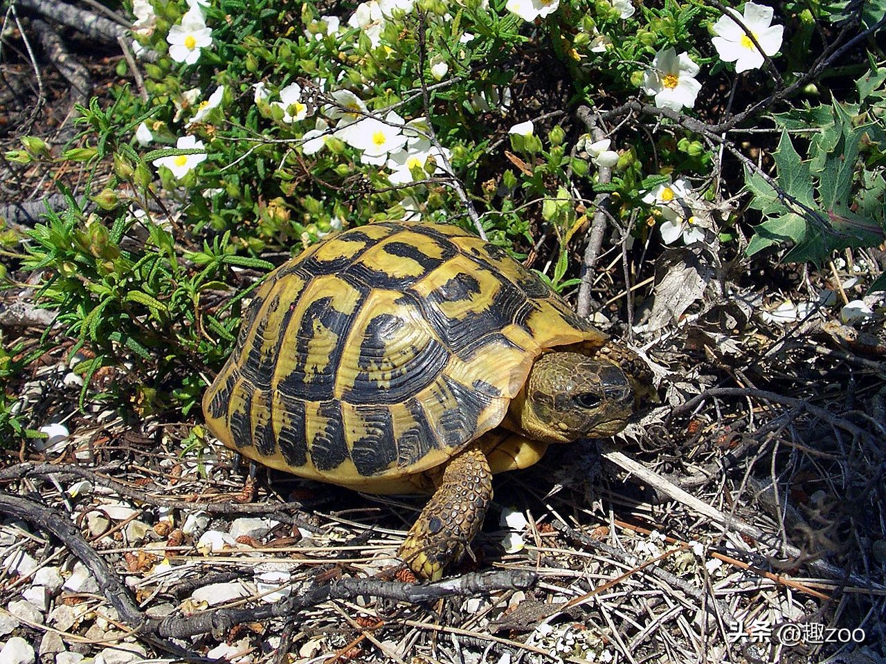 世界上最贵乌龟和最便宜的乌龟,盘点世界上最贵的十大乌龟