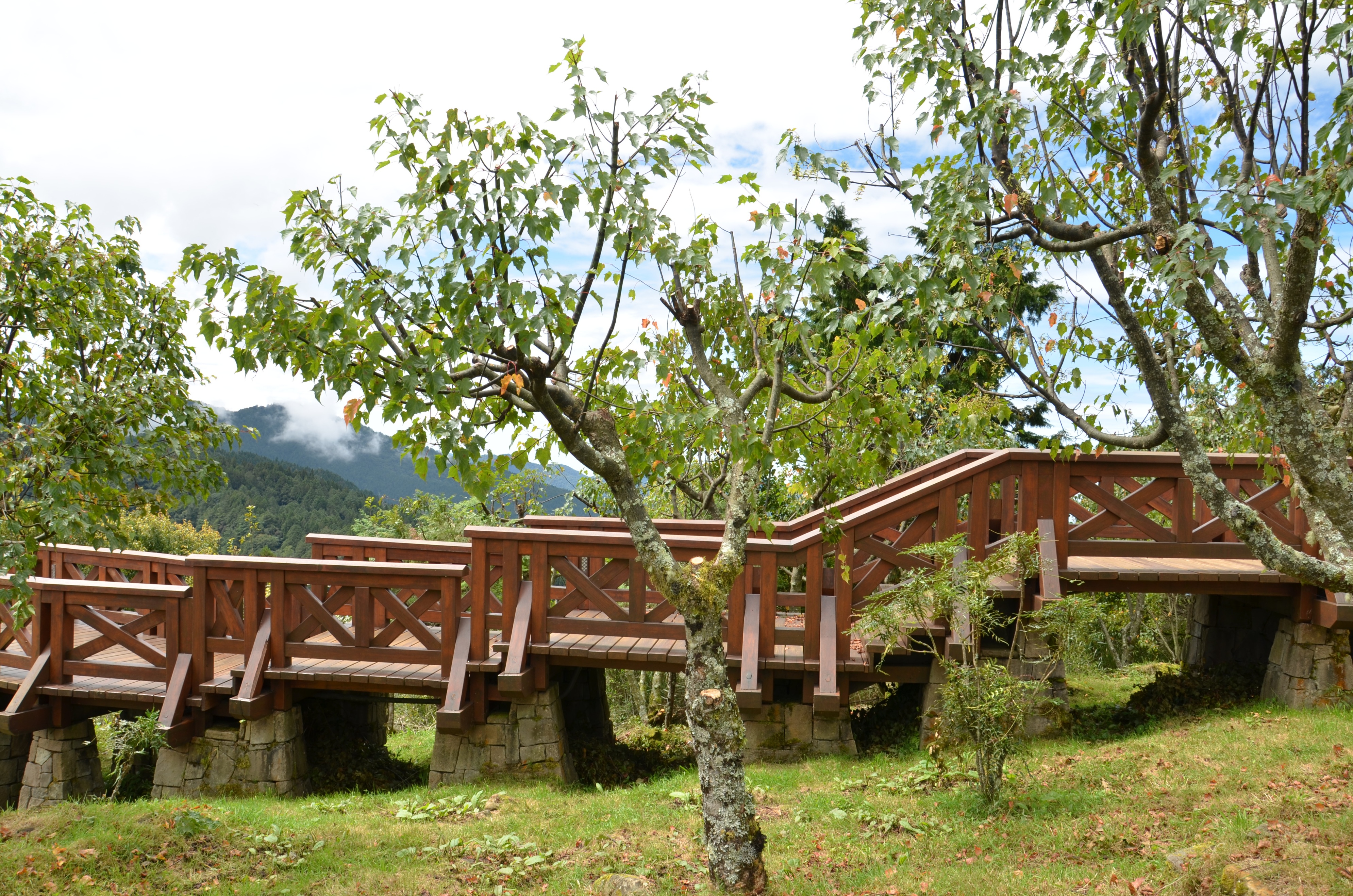 台湾阿里山古树,台湾阿里山景区