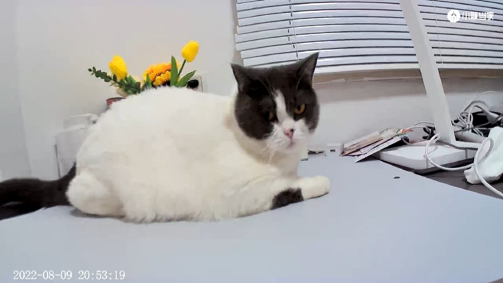 oppo智美生活摄像头2k云台版,oppo智美生活智能摄像头怎么安装