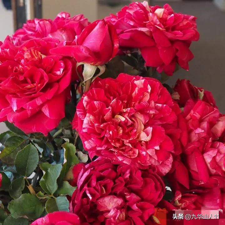 粉色爬藤月季大花浓香品种,大花多层月季花品种大全一览表