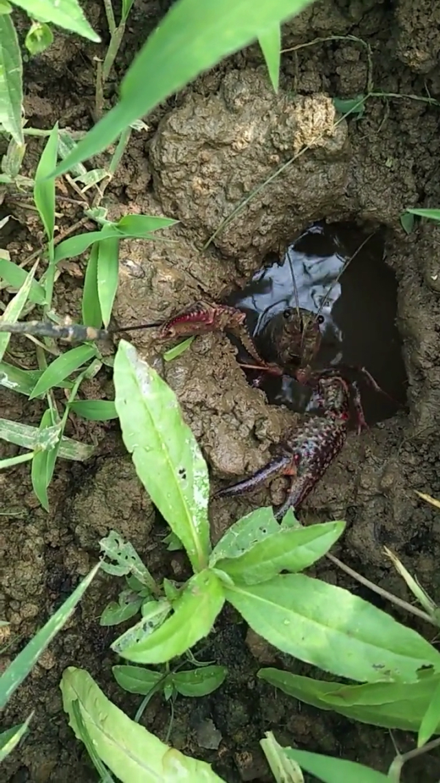 美国不明物种入侵了吗,美国物种入侵中国