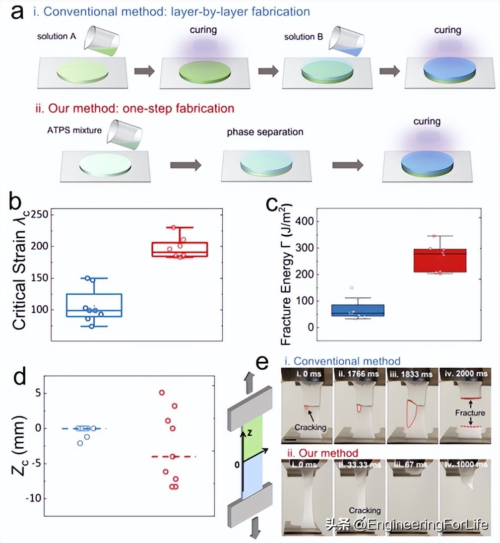 《Nat.Commun.》：高性能异质双水相凝胶！一步制备！