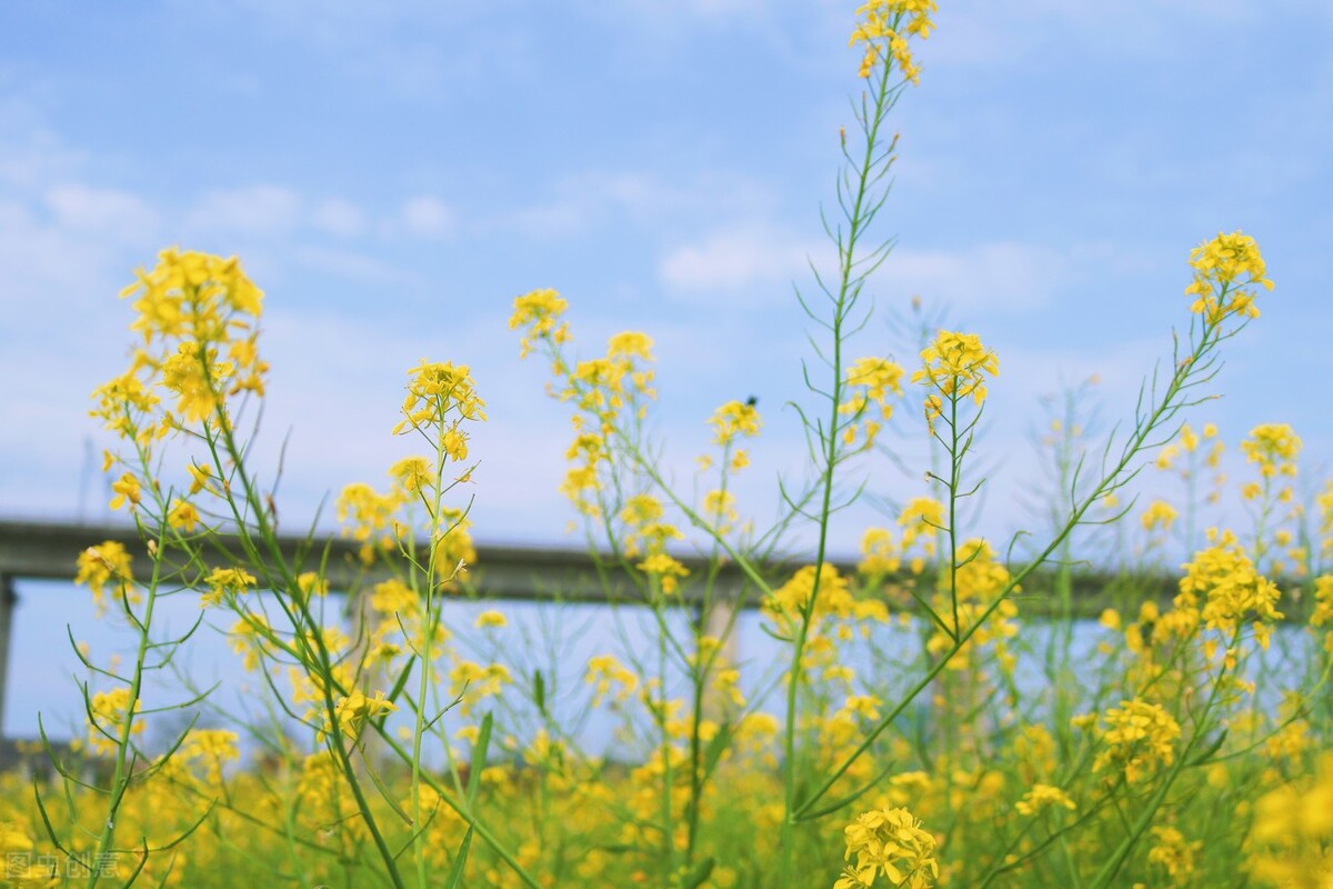 男人的手青筋图片,男人的手秀气说明什么