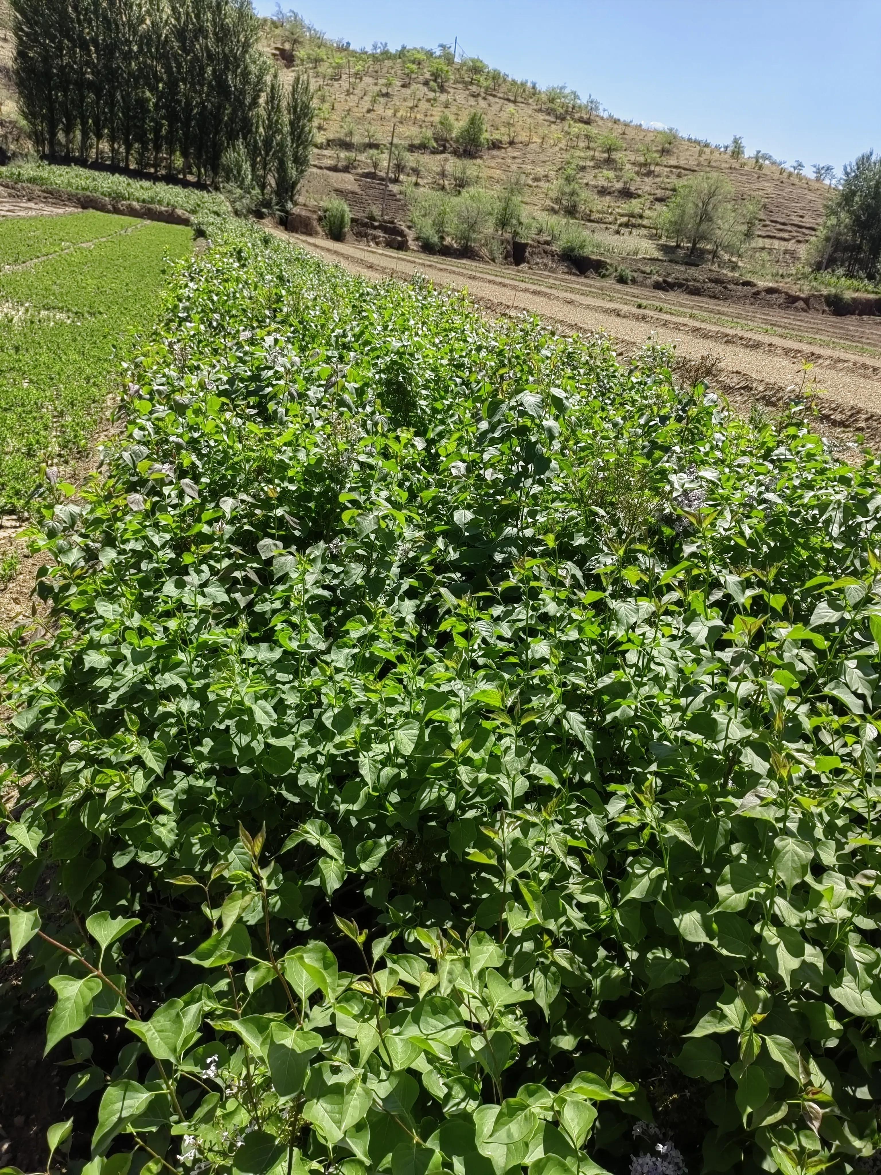 丁香茶的正确泡法,丁香医生事件来龙去脉
