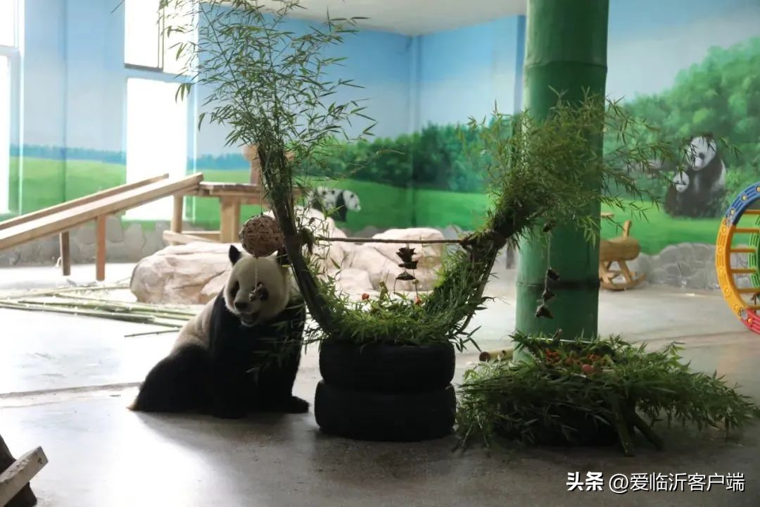 临沂周边8月游玩景点免门票,春游去哪玩临沂
