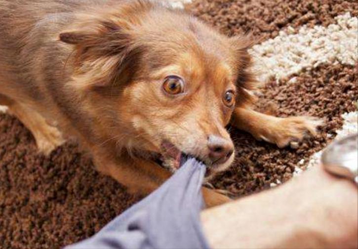 被狗追咬自救的方法,假如被狗追如何避免被咬